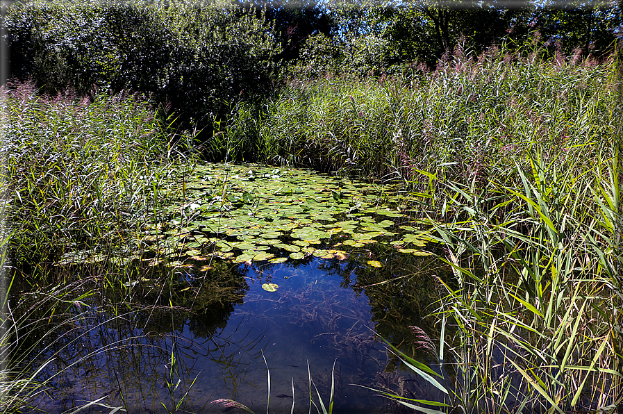 foto Giardini Trauttmansdorff - Paesaggi dell'Alto Adige